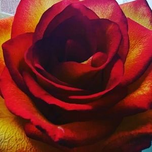 Meet your Posher, Cadence